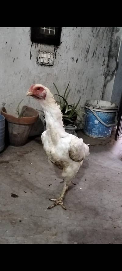 White Shamo Female For Sale