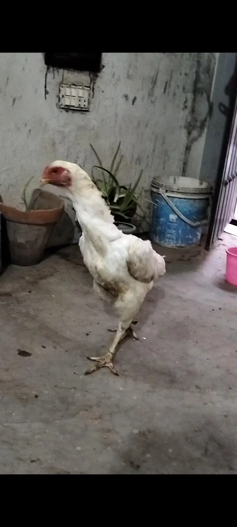 White Shamo Female For Sale — photo 3