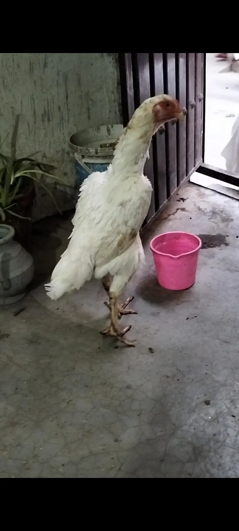 White Shamo Female For Sale — photo 4