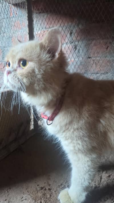 Persian Brown Cat Pure Punch face