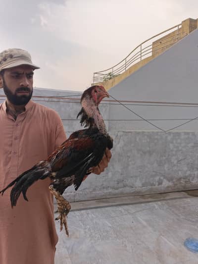 aseel kana murga. 3 kg weight . contact number 03330031118