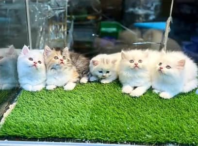 Persian kitten triple cot. for. . sale my WhatsApp03490273783