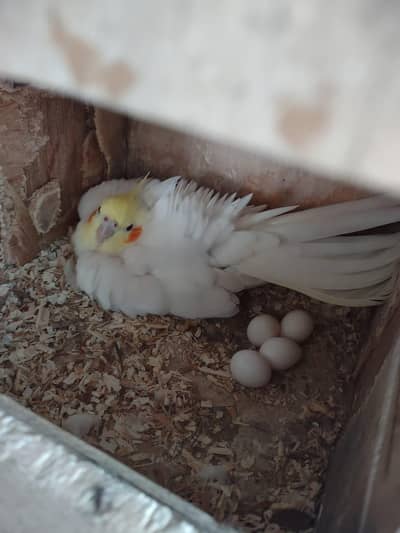 breeder pair with egg
