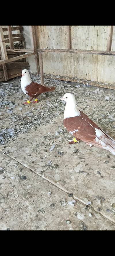 karblae pair