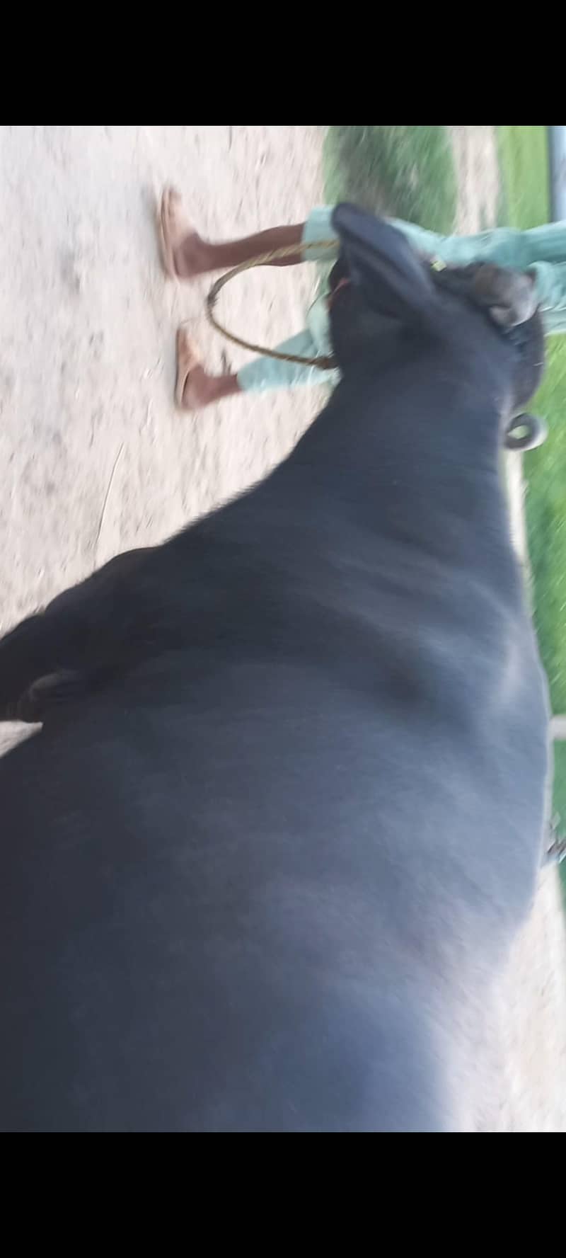 اچھی نسل کی بھنس برائے فروخت 0