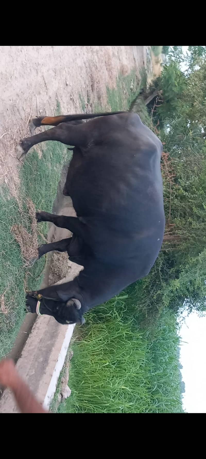 اچھی نسل کی بھنس برائے فروخت 1