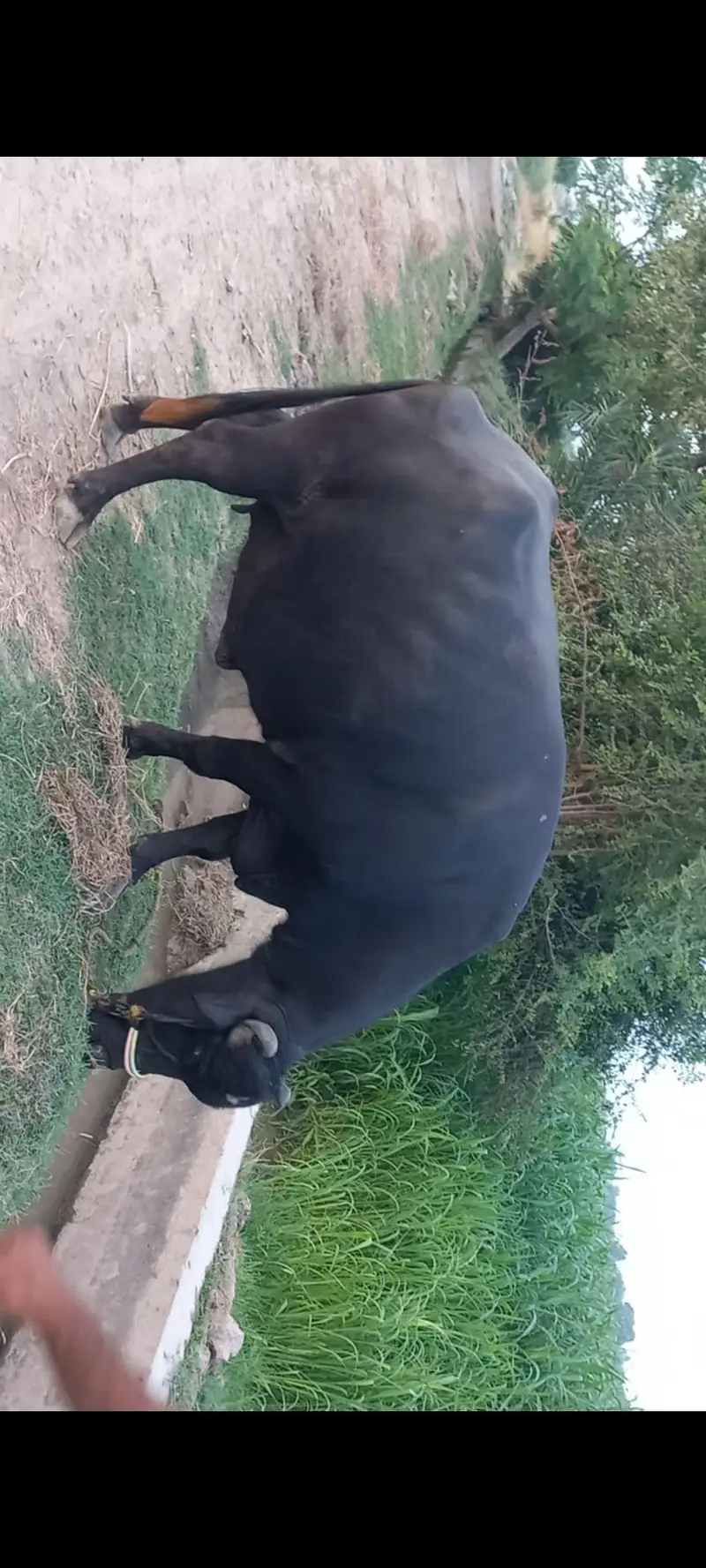اچھی نسل کی بھنس برائے فروخت — photo 2