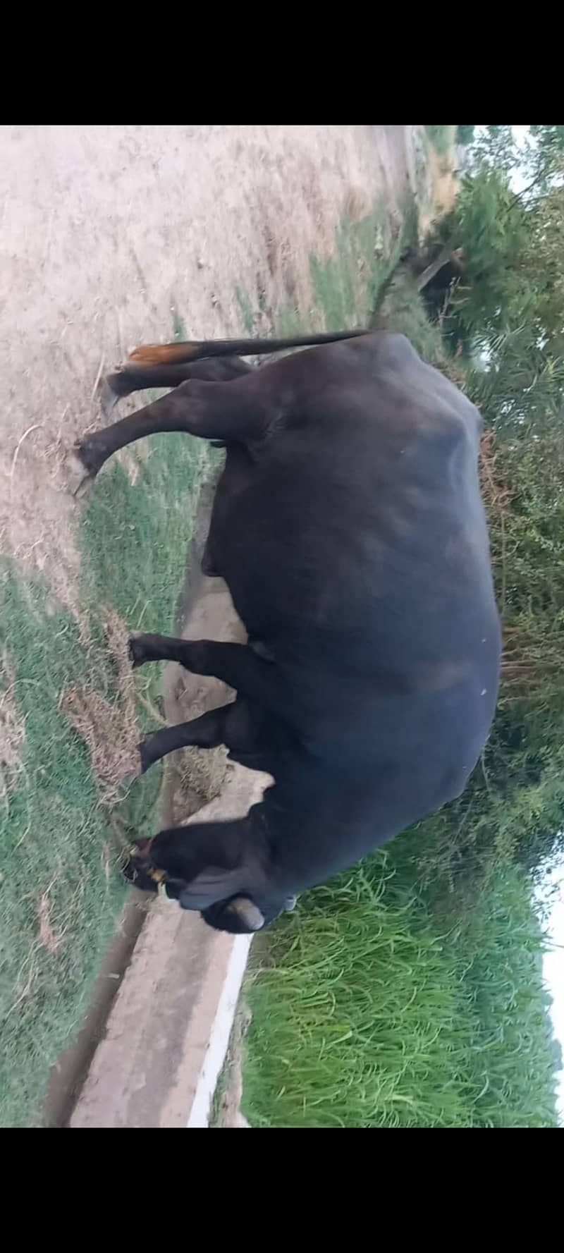 اچھی نسل کی بھنس برائے فروخت 2