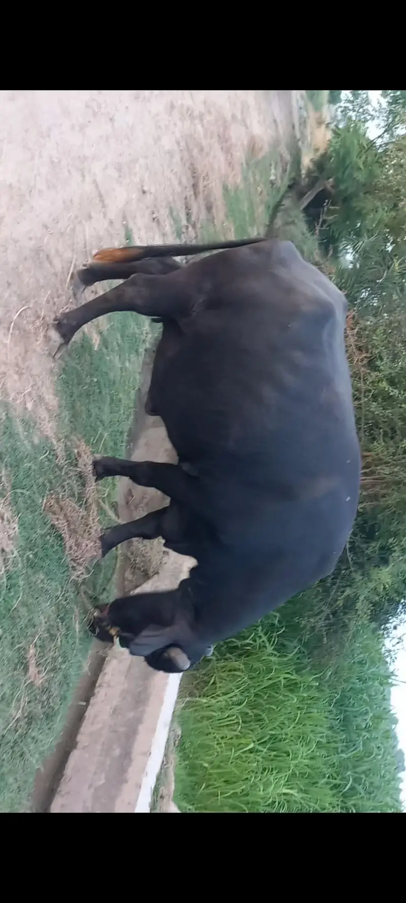 اچھی نسل کی بھنس برائے فروخت — photo 3