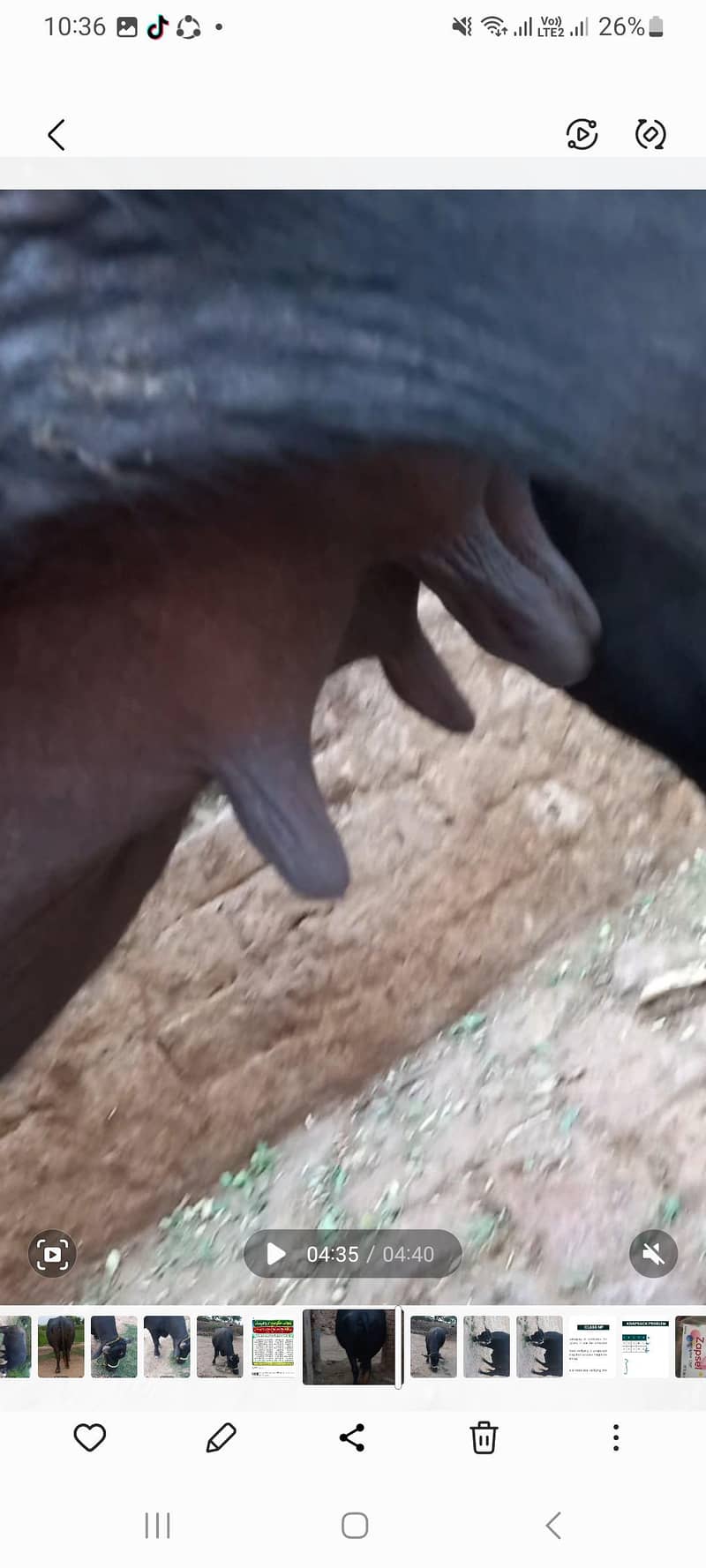 اچھی نسل کی بھنس برائے فروخت 4