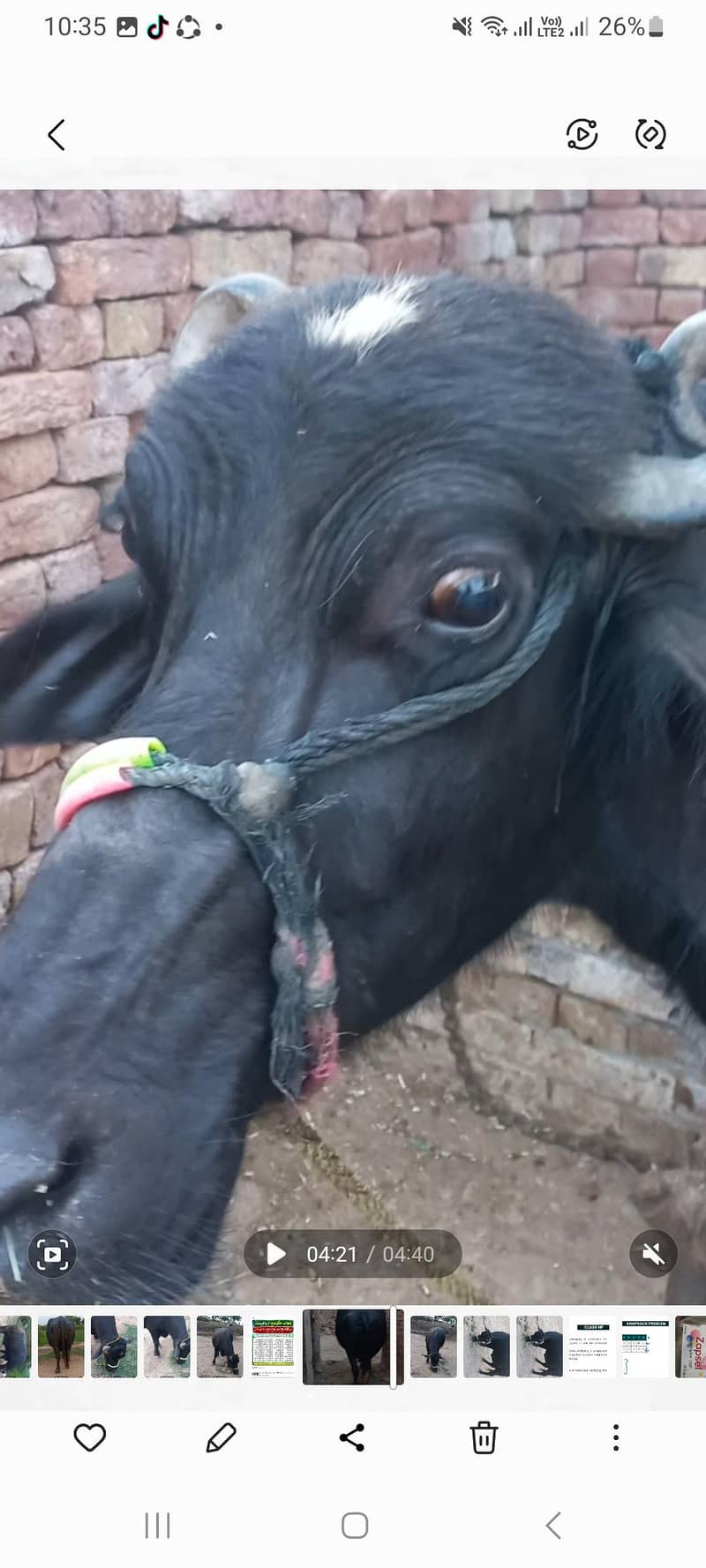 اچھی نسل کی بھنس برائے فروخت 5