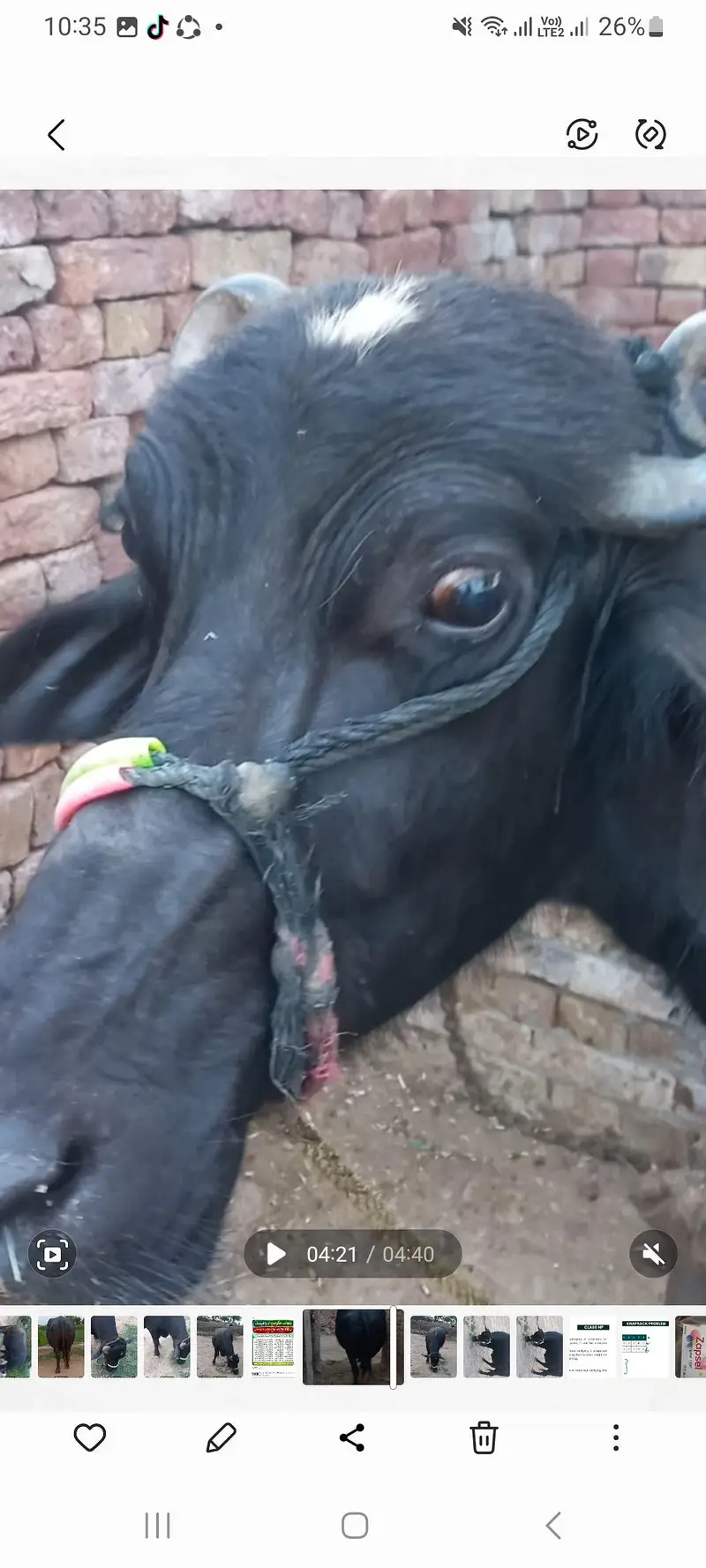 اچھی نسل کی بھنس برائے فروخت — photo 6