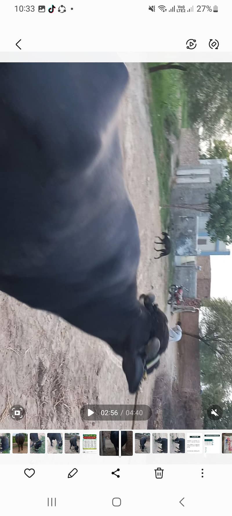 اچھی نسل کی بھنس برائے فروخت 6