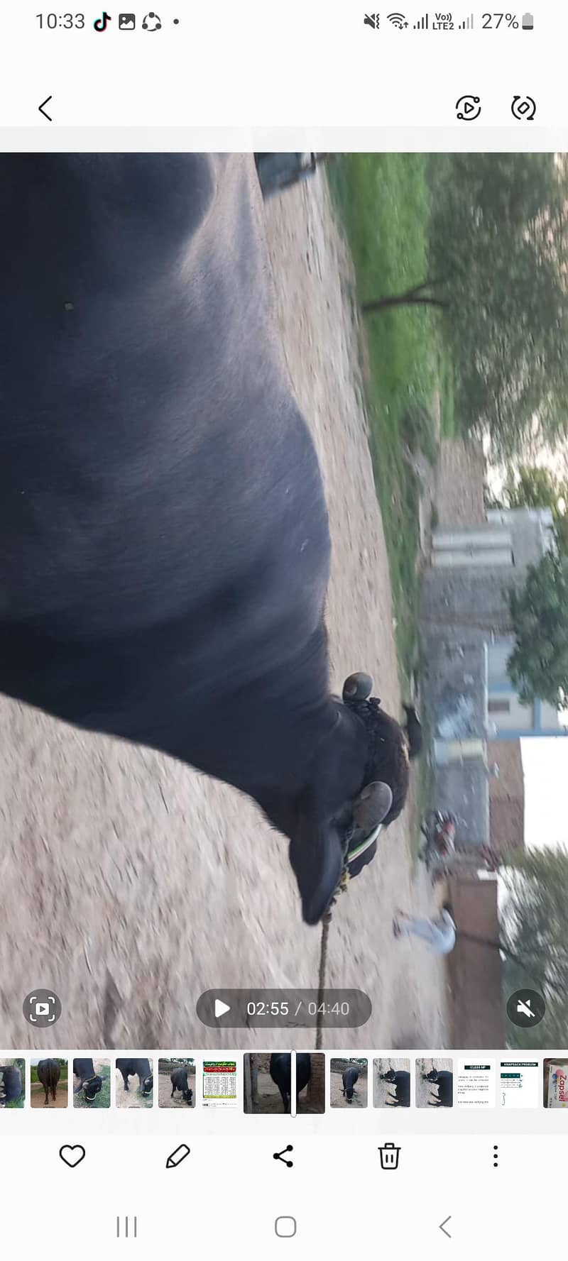 اچھی نسل کی بھنس برائے فروخت 7