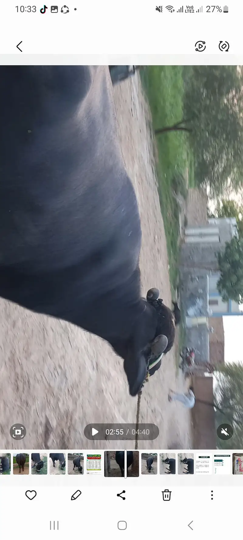 اچھی نسل کی بھنس برائے فروخت — photo 8