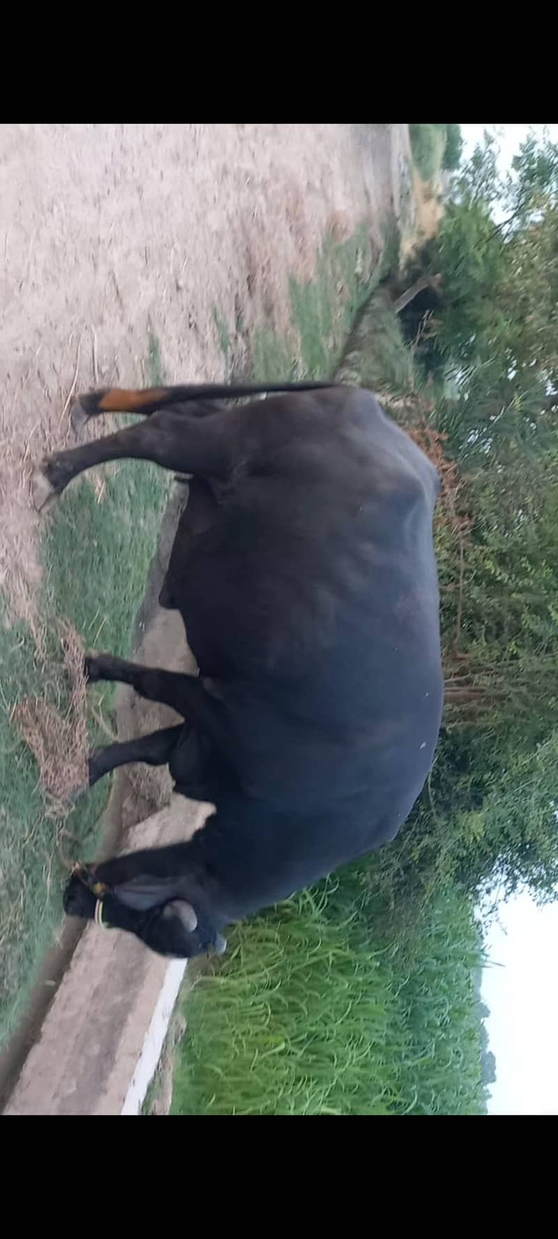 اچھی نسل کی بھنس برائے فروخت 8