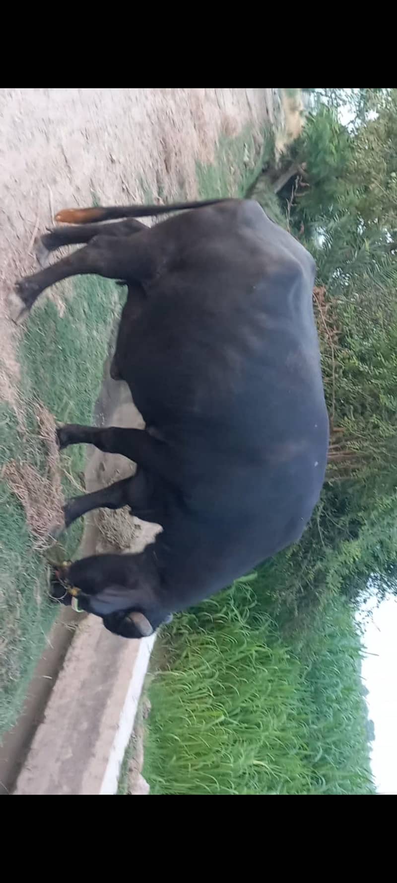 اچھی نسل کی بھنس برائے فروخت 9