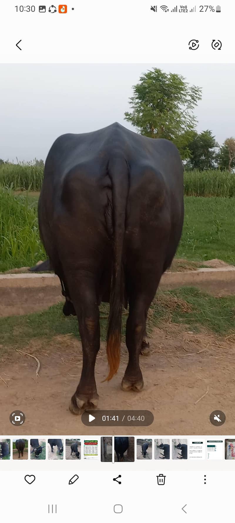 اچھی نسل کی بھنس برائے فروخت 10