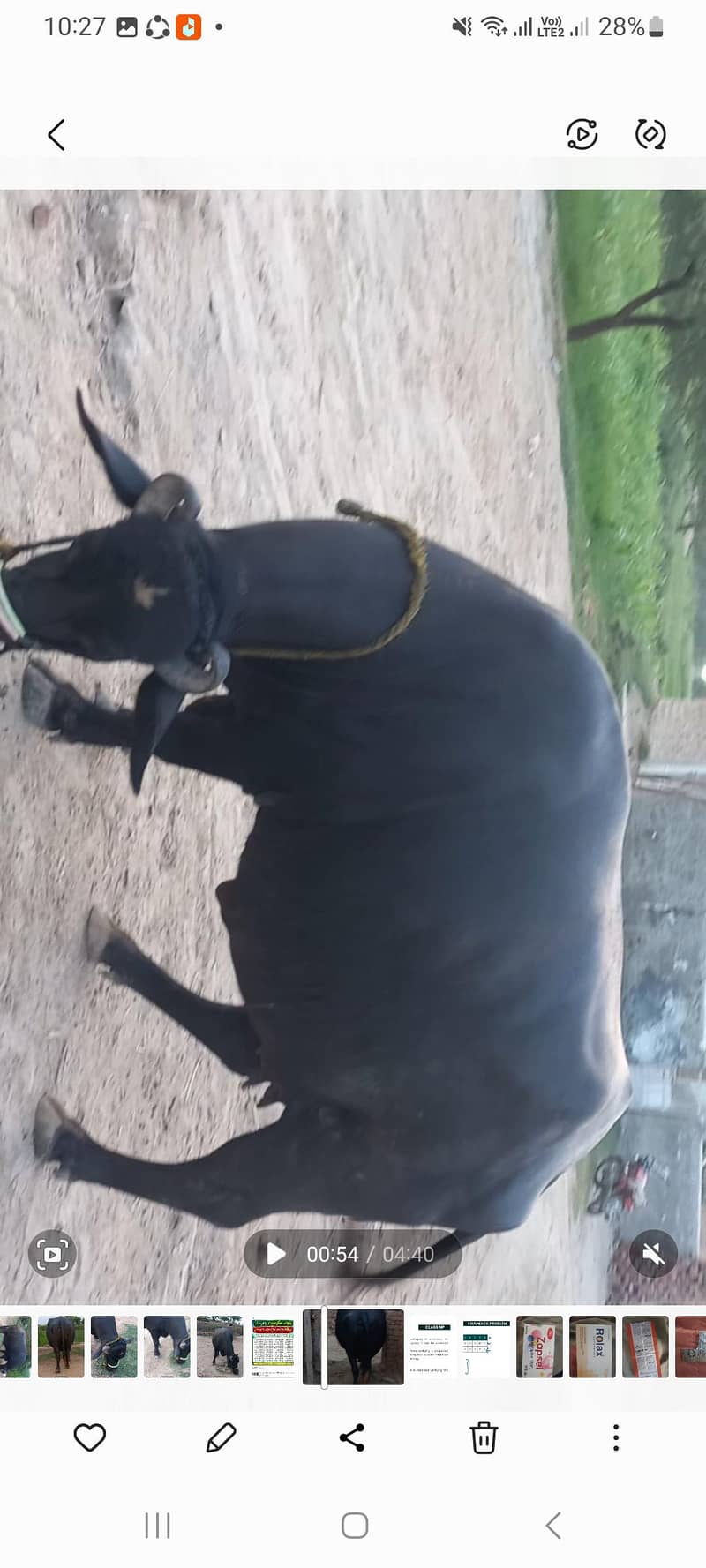اچھی نسل کی بھنس برائے فروخت 11