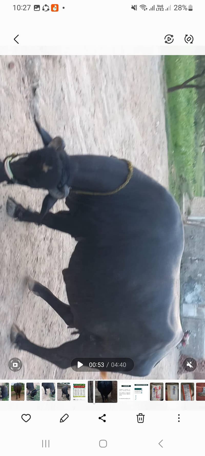 اچھی نسل کی بھنس برائے فروخت 12