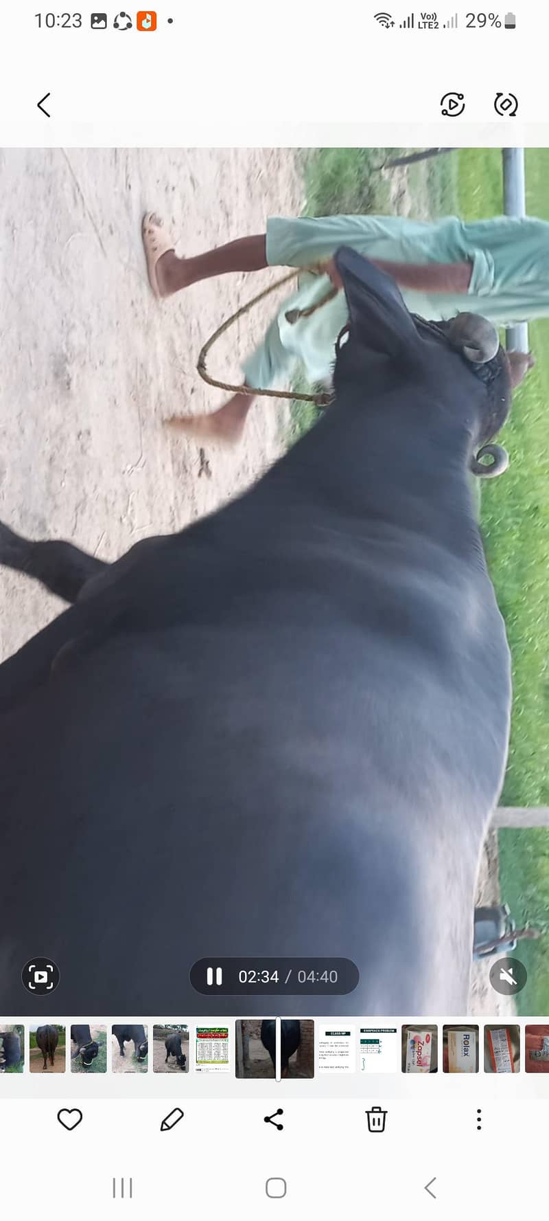 اچھی نسل کی بھنس برائے فروخت 13
