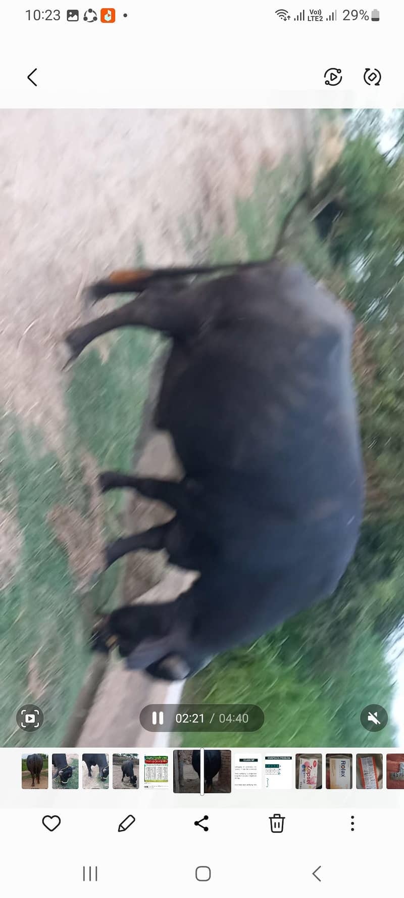 اچھی نسل کی بھنس برائے فروخت 14
