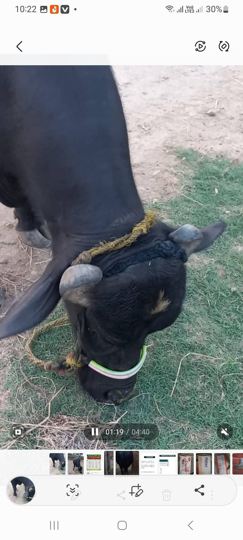 اچھی نسل کی بھنس برائے فروخت 15