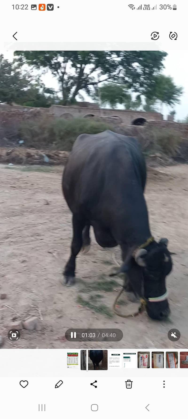 اچھی نسل کی بھنس برائے فروخت 16