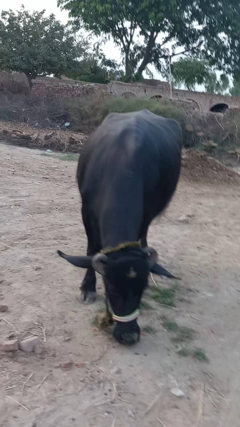 اچھی نسل کی بھنس برائے فروخت 18
