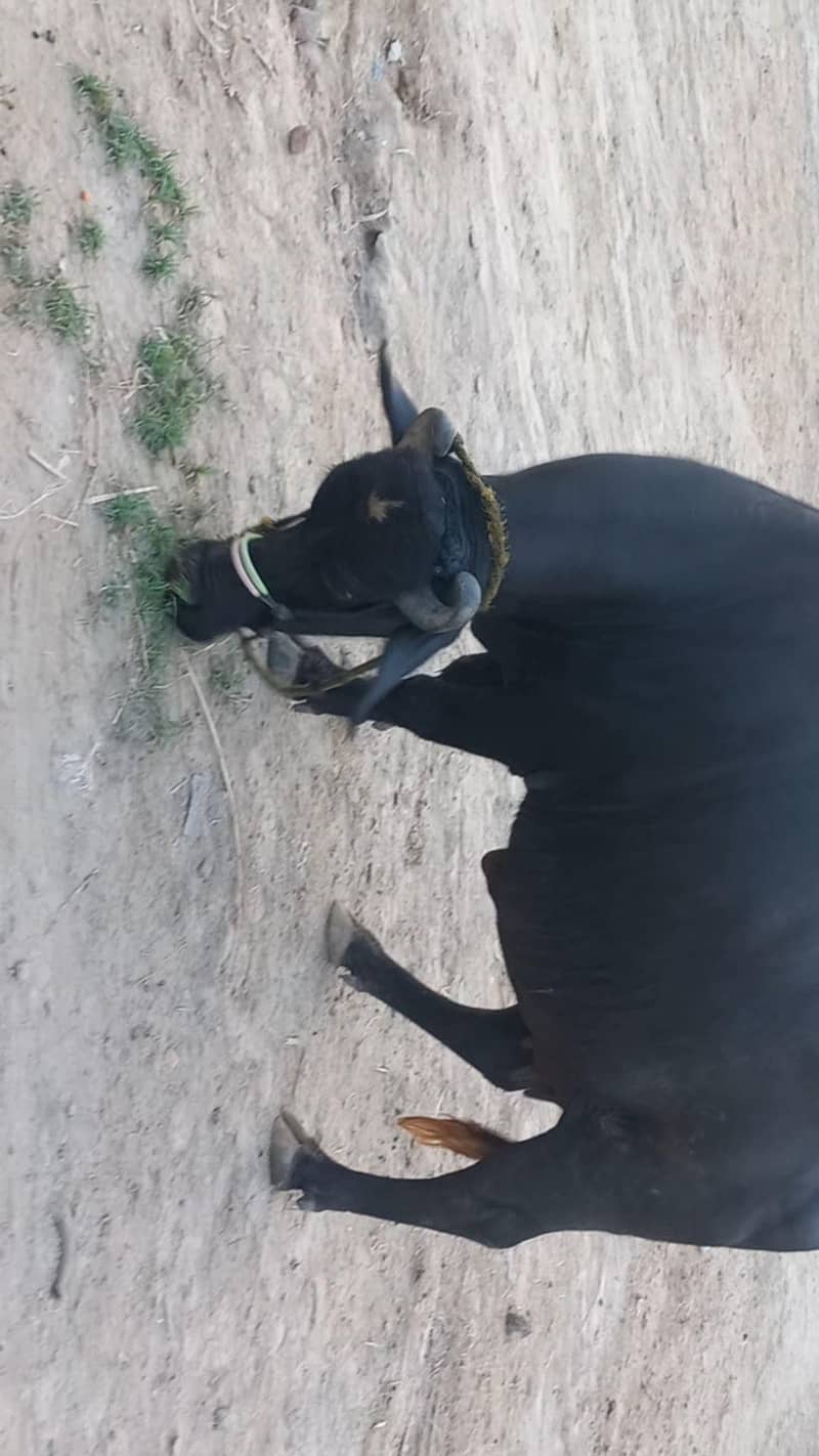 اچھی نسل کی بھنس برائے فروخت 19