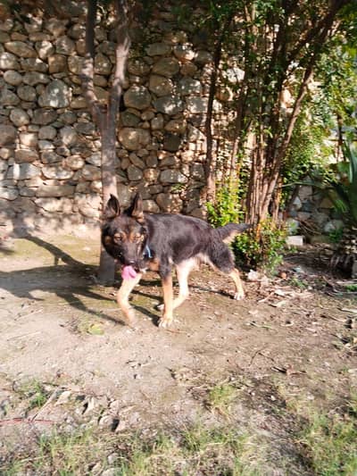 German shepherd