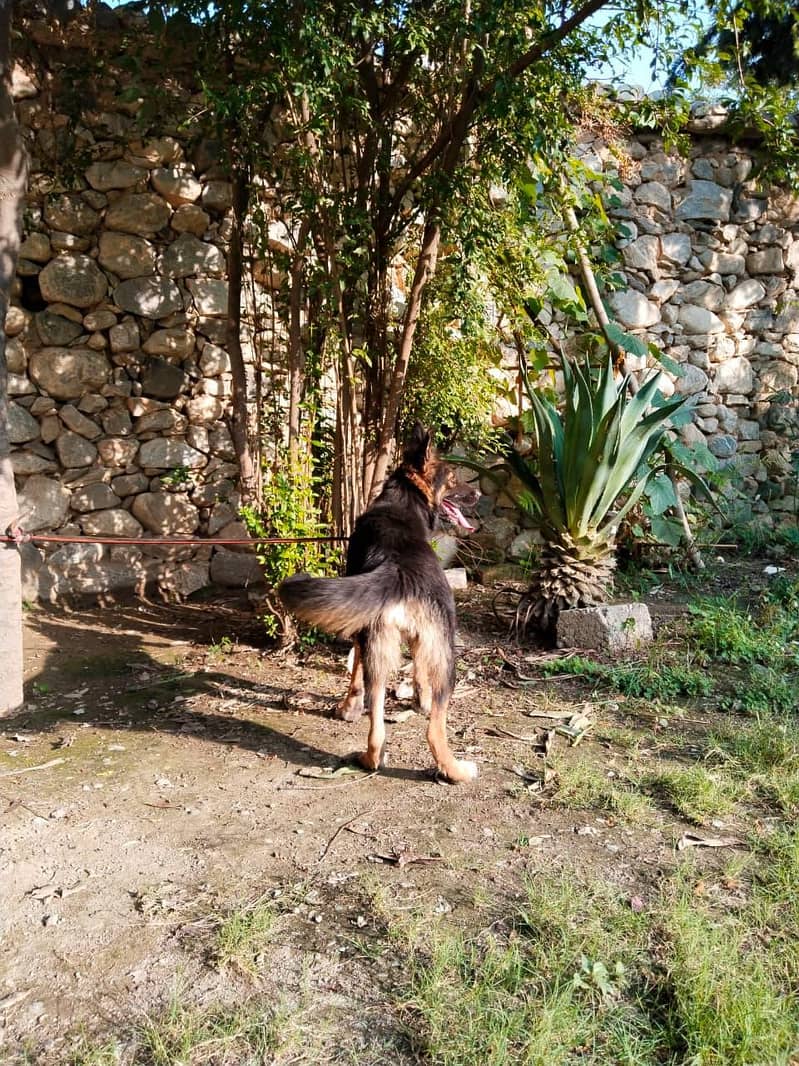 German shepherd 1