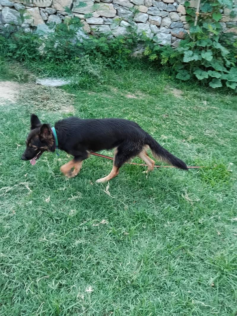 German shepherd 2