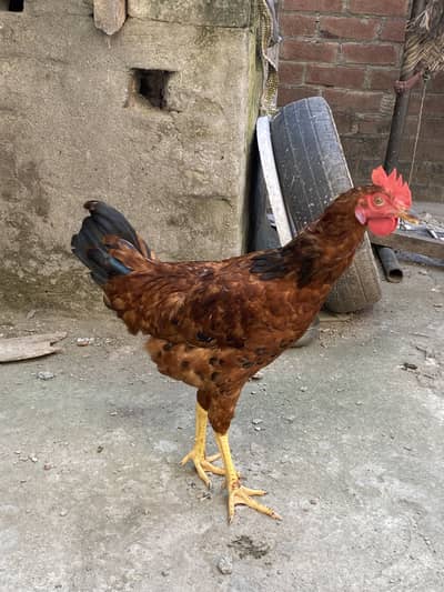 8 hens 4 male 4 female