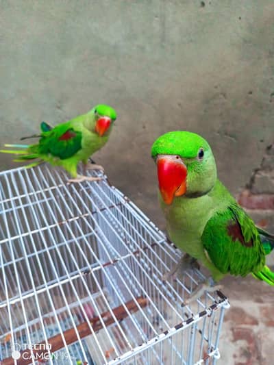 Kashmiri raw Parrot