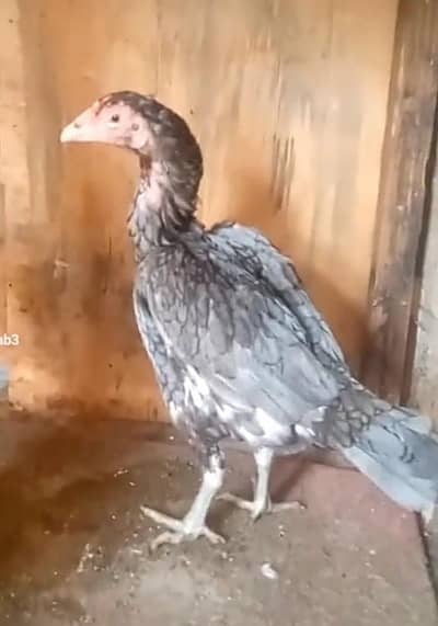 3 Pathy 7 mianwali madiyan for sale