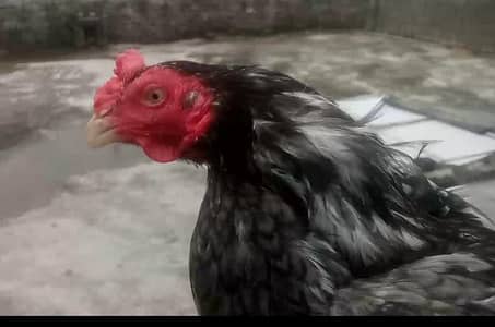 3 Pathy 7 mianwali madiyan for sale
