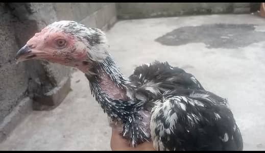 3 Pathy 7 mianwali madiyan for sale