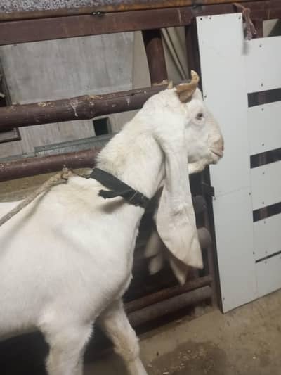 golabi bakra for sell 7 to 9 month