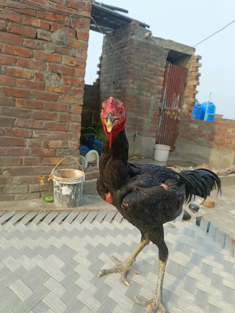 penas pkoya imported from Thai Land ke breed — photo 4