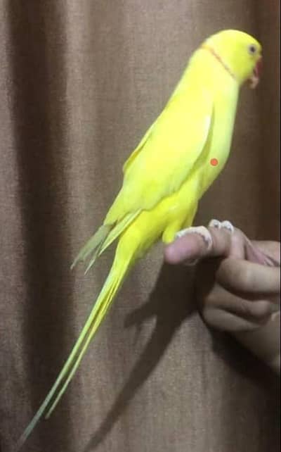 yellow ring neck face to face male blue female