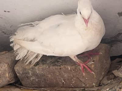 pigeon for sale with pigeon baby
