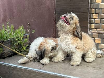 Shitzu male puppy