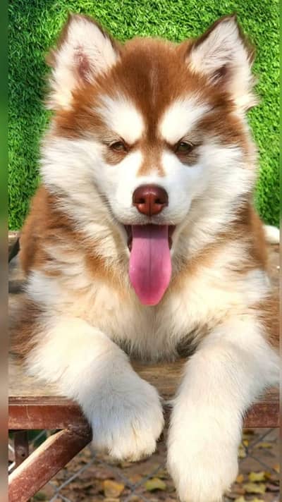 husky puppy dog for sale