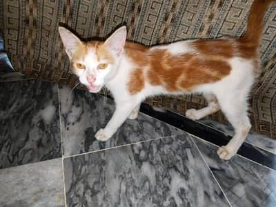 Beautiful Orange & White Cat for Sale 