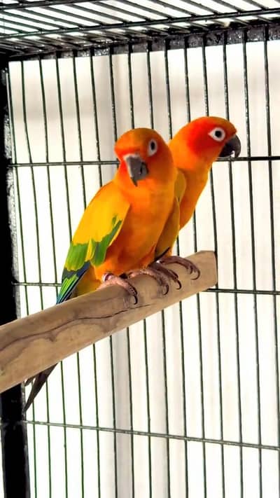 Sun Conure