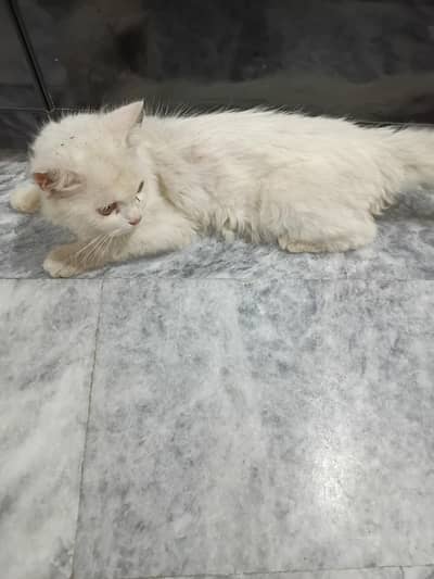 Persian cat