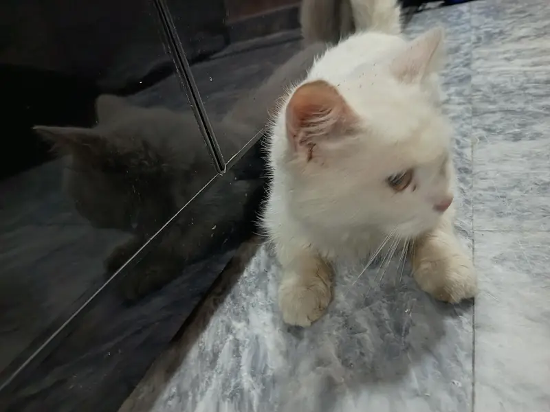 Persian cat — photo 2