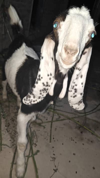 Bakra For Sale