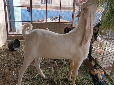 Gulabi Kapla Nasli 13 month 2 daant ho raha hy bakra Goat available